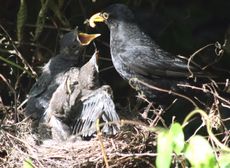 Amsel-7-Tag-6.jpg